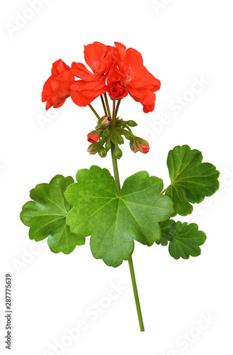 Closeup of red geranium flo...