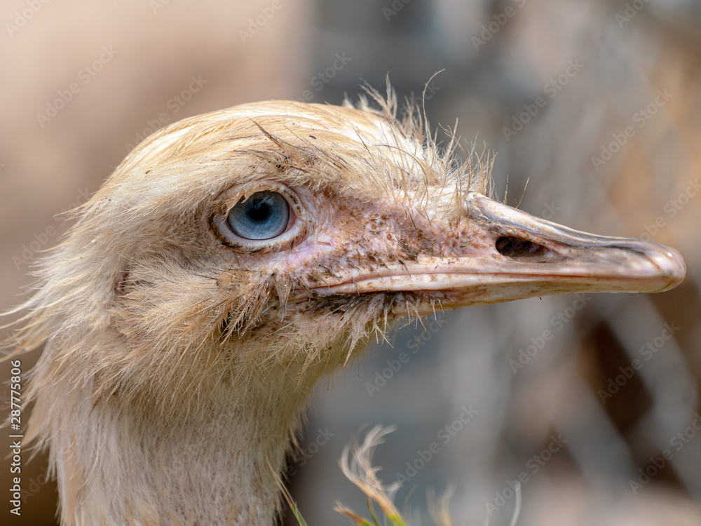 White Ostrich Head with Blue Eyes Stock Photo | Adobe Stock White Ostrich Head with Blue Eyes Stock Photo | Adobe Stock