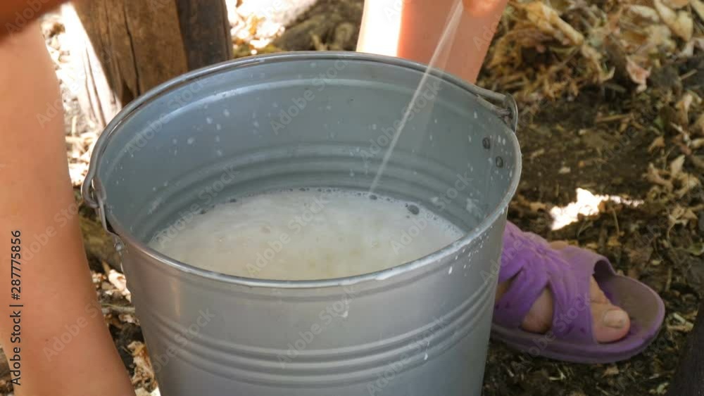 The milkmaid milks the cow by hand. Female hands squeeze the udder of a cow in the pasture. Fresh milk with froth flows into an iron bucket. Milking in the yard The milkmaid milks the cow by hand. Female hands squeeze the udder of a cow in the pasture. Fresh milk with froth flows into an iron bucket. Milking in the yard