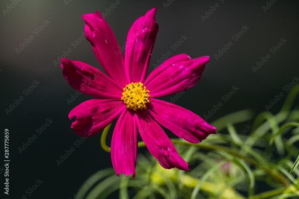 Beautiful colored garden flowers during summer in Romania Beautiful colored garden flowers during summer in Romania