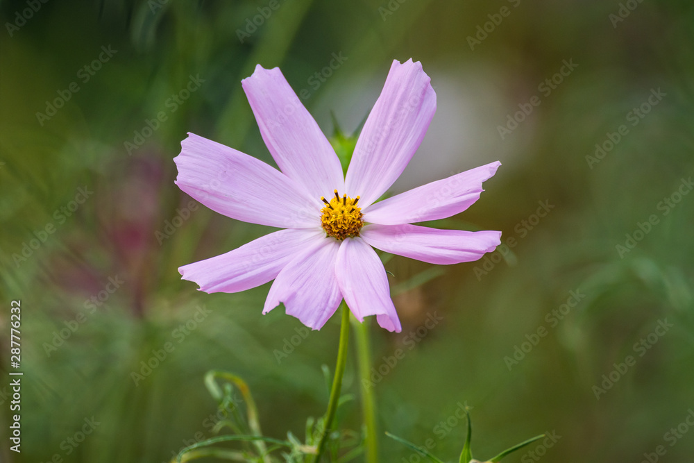 Beautiful colored garden flowers during summer in Romania