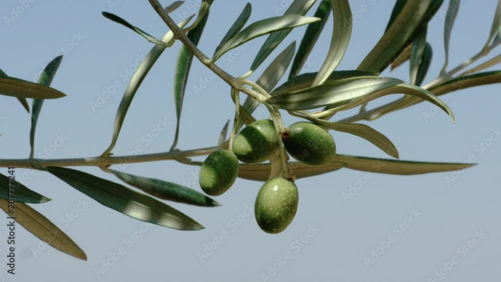 Growing Mediterranean Green Olives closeup. Olive Tree Branch. Olive oil. Healthy. Spanish olive oil production in Jaén and Córdoba, Andalusia, Spain. Growing Mediterranean Green Olives closeup. Olive Tree Branch. Olive oil. Healthy. Spanish olive oil production in Jaén and Córdoba, Andalusia, Spain.