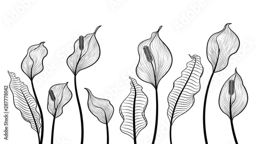 Peace lily flowers hand draw vector