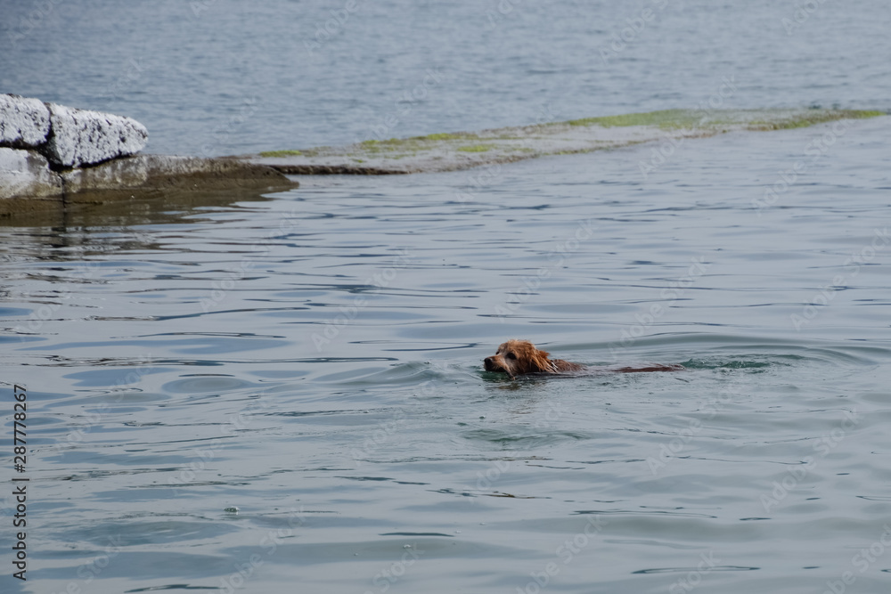 Fototapeta premium dog is swimming in the water with a stick in his mouth, carrying it to its owner.