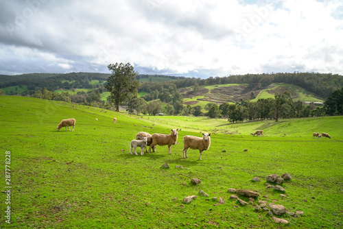 Sheeps in meadow of green farm land