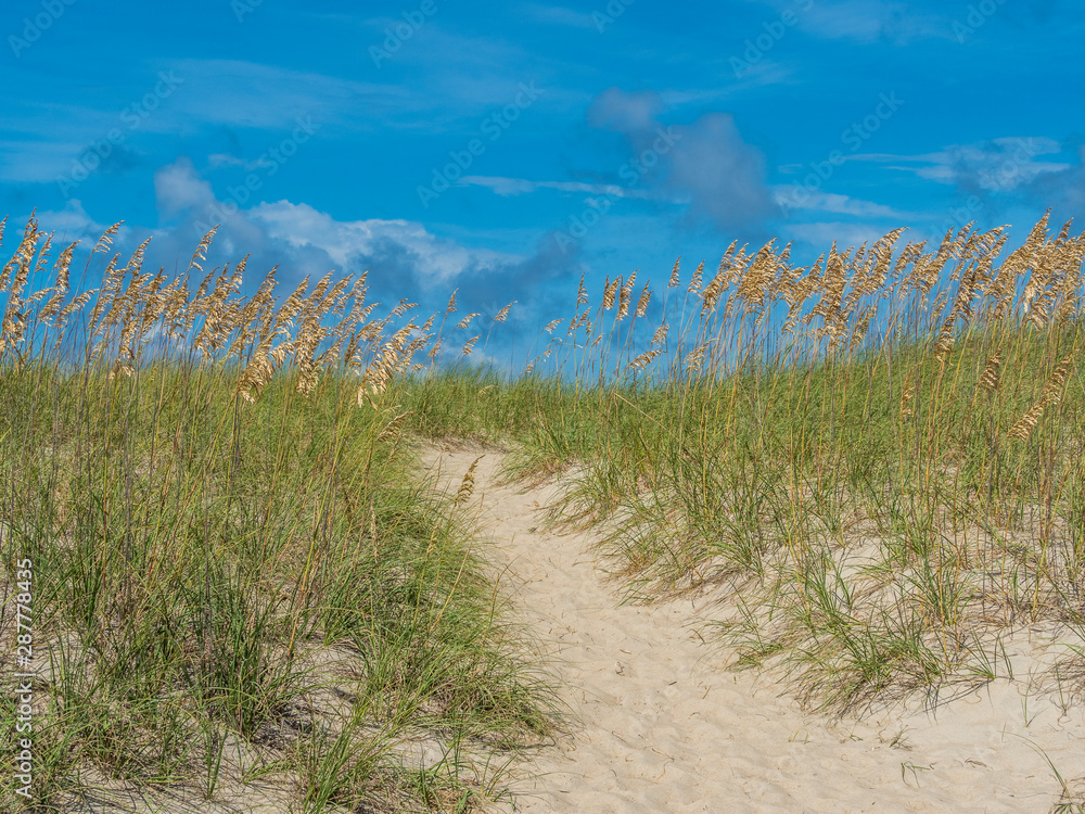 Stock photo of sand dunes at the ocean cost Stock photo of sand dunes at the ocean cost