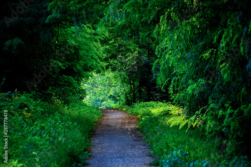 path in forest