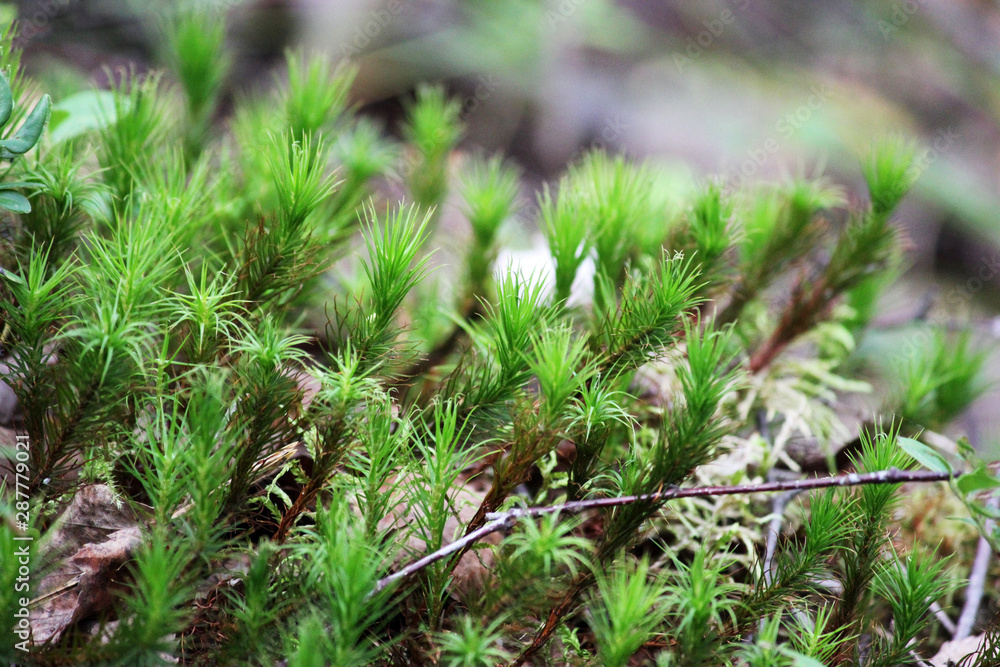 Top view of green moss. Top view of green moss.