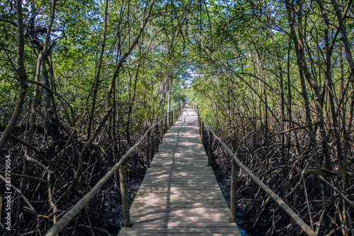 Mangrove pathway in Trancoso Brazil
