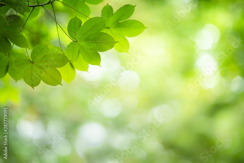 Closeup nature view of green leaf on greenery blurred background under sunlight.