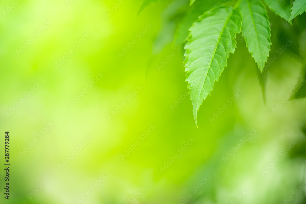 Closeup nature view of green leaf on greenery blurred background under sunlight. Closeup nature view of green leaf on greenery blurred background under sunlight.