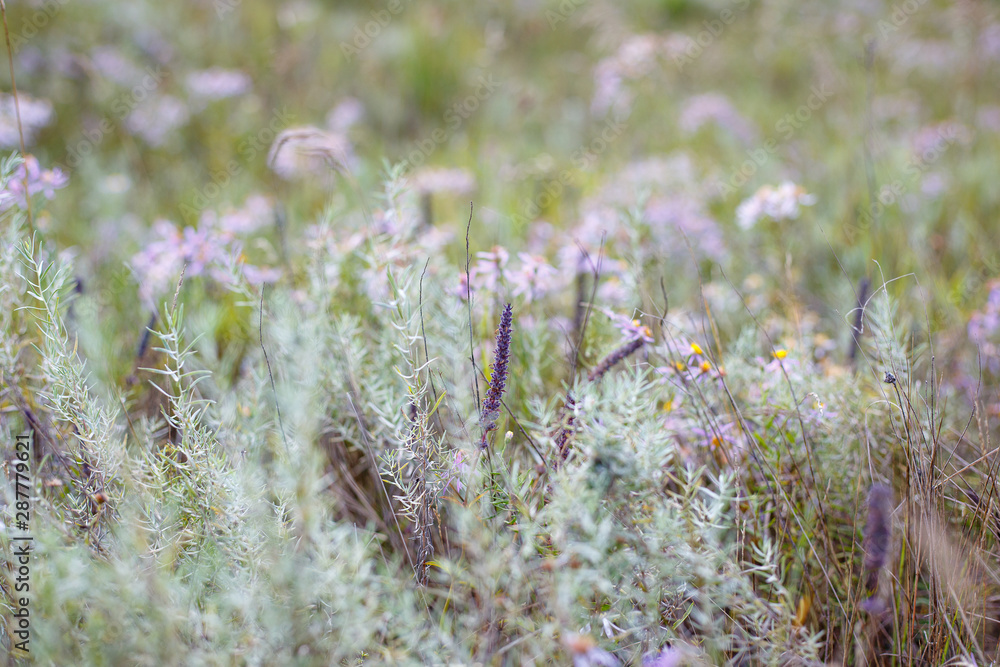 purple flowers in the field purple flowers in the field
