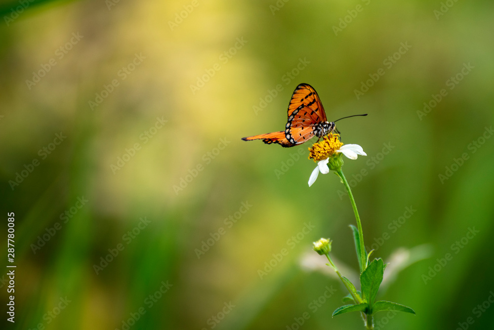 Butterflies eating nectar from pollen Butterflies eating nectar from pollen