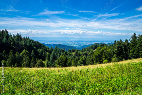 Germany  Endless wide view over tree tops of conifer and fir trees covering black forest mountain near freiburg im breisgau with beautiful view over muenstertal in summer with blue sky