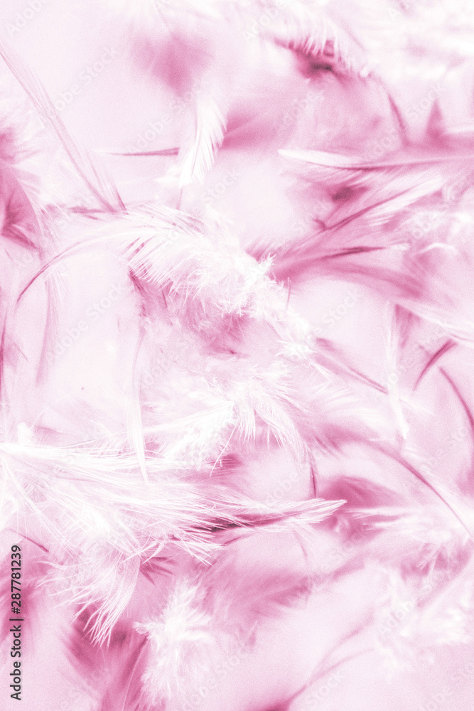 Beautiful abstract texture close up color white purple and pink feathers background and wallpaper