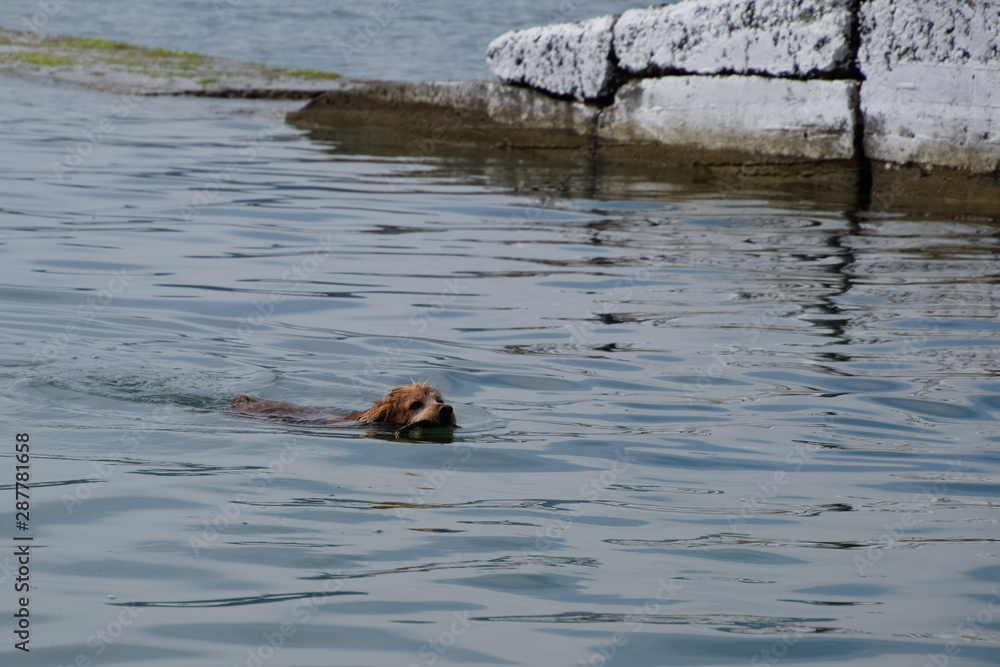 dog is swimming in the water with a stick in his mouth, carrying it to its owner. dog is swimming in the water with a stick in his mouth, carrying it to its owner.