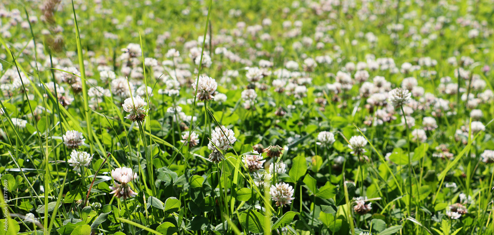 glade with white flowers and green grass glade with white flowers and green grass