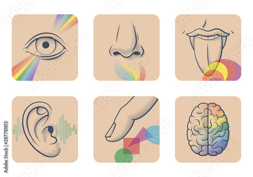 Set of five human senses: sight, smell, taste, hearing and touch. Six anatomical images: nose, tongue, eye, ear, finger and brain photo
