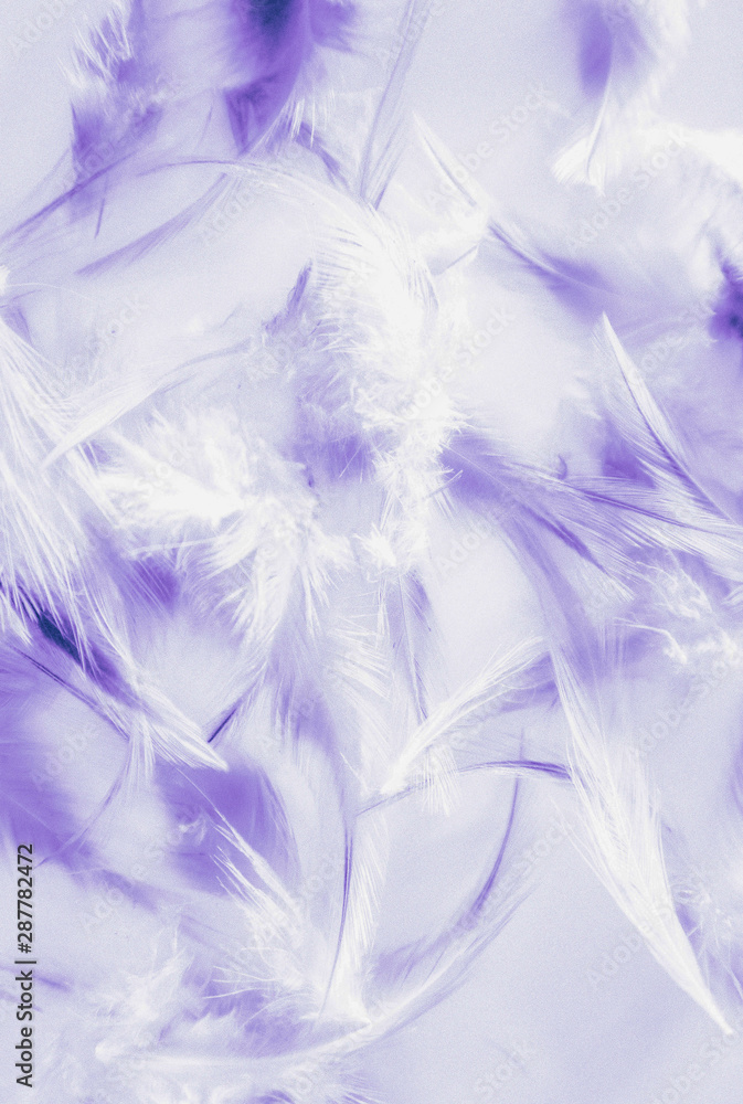 Beautiful abstract close up color white pink and purple feathers background and wallpaper Beautiful abstract close up color white pink and purple feathers background and wallpaper