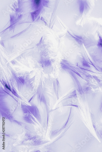 Fototapeta Naklejka Na Ścianę i Meble -  Beautiful abstract close up color white pink and purple feathers background and wallpaper