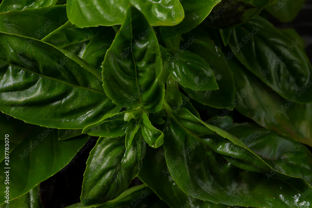 Fototapeta premium Basil leaves close-up macro.Herb seasoning green