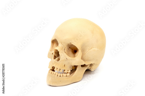 Human skull on a white background, side view. Realistic skull layout.