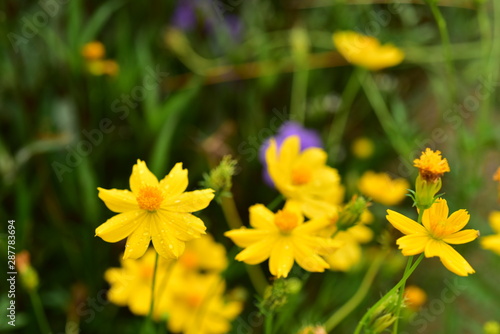 A close up of green flowers in the garden near the house	