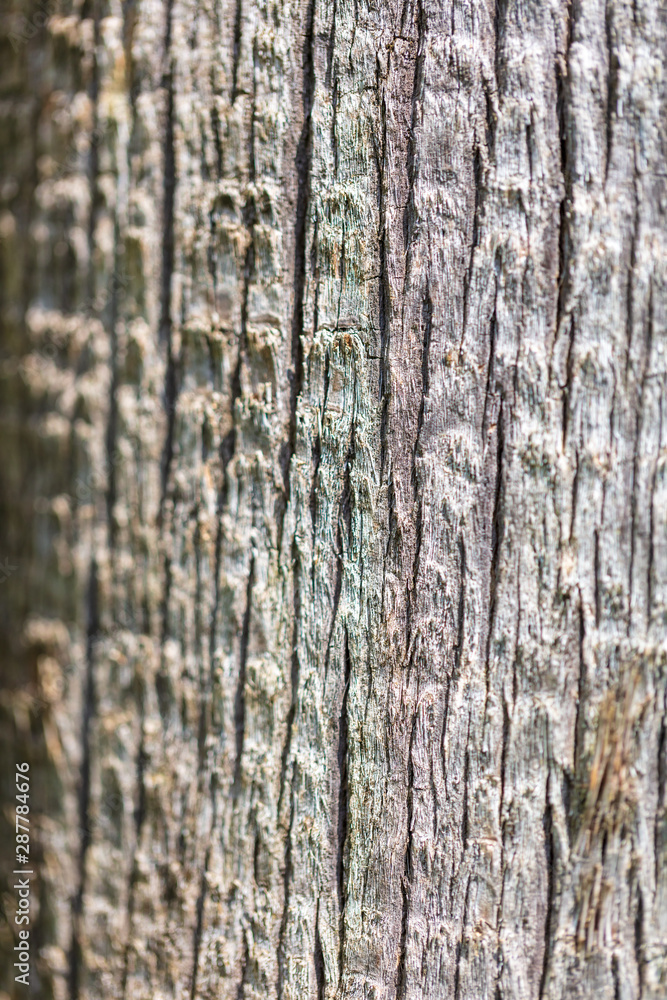 Bark on a palm tree as an abstract background Bark on a palm tree as an abstract background