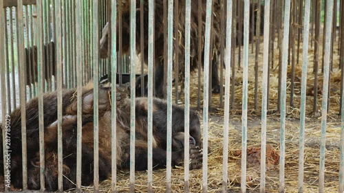 Brown bear lies in steel cage hiding behind its paw. Animals in captivity. Concept of wildlife, freedom, animal rights, sadness and cruelty
