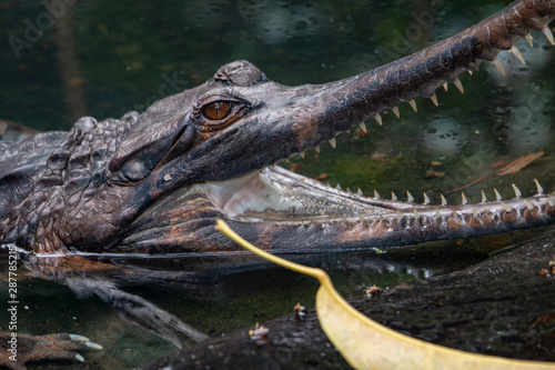 Gharial, Gavialis gangeticus, stands out with a very long jaw © mynewturtle