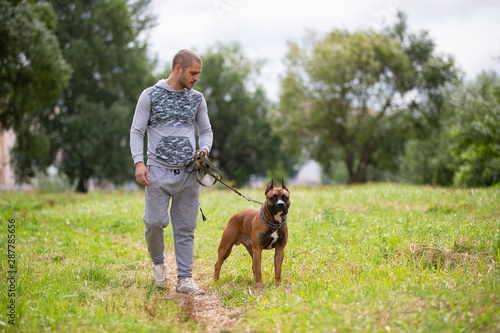 A man with a dog. American Staffordshire Terrier with the owner for a walk. Amstaf walks in the park