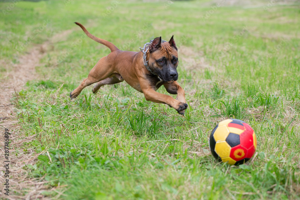 American Staffordshire Terrier plays with the ball. Amstaff on a walk. Dog runs in the park