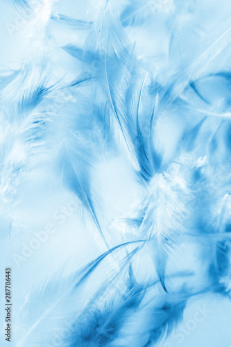 Beautiful abstract texture close up color white and blue feathers background and wallpaper