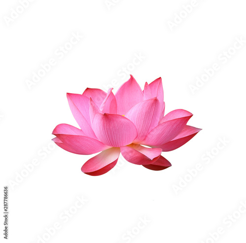 Lotus flower isolated on white background.