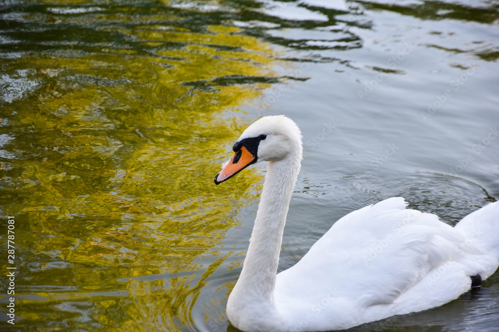 Fototapeta premium white swan floating on the lake