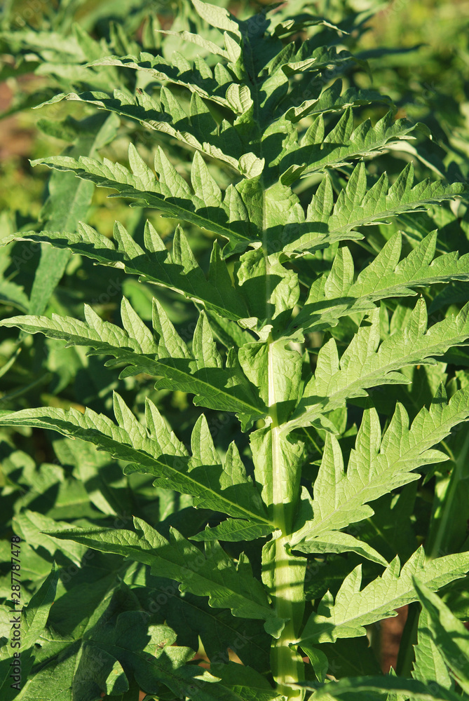 Fototapeta premium Leaves of Artichoke