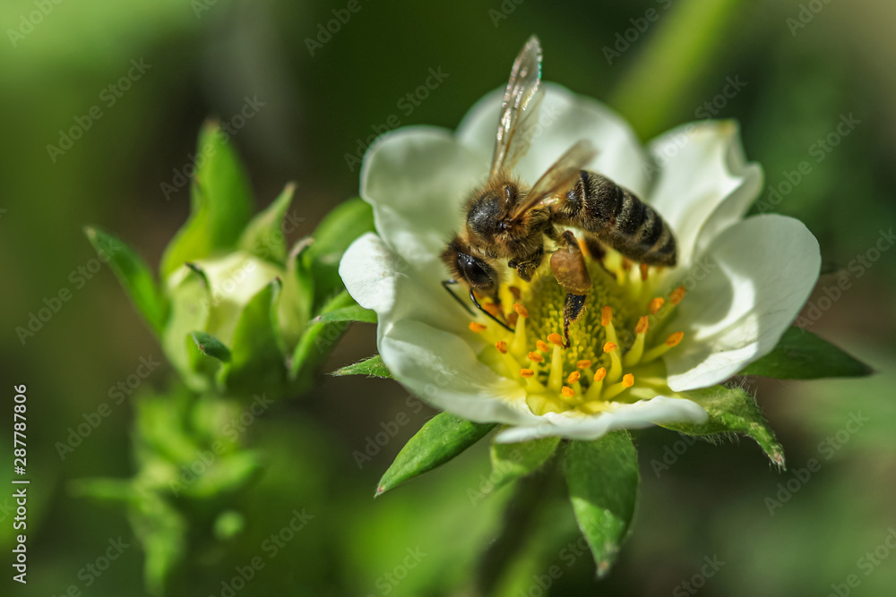 Allphotokz Bee 20100508 5197 5DM2 Allphotokz Bee 20100508 5197 5DM2