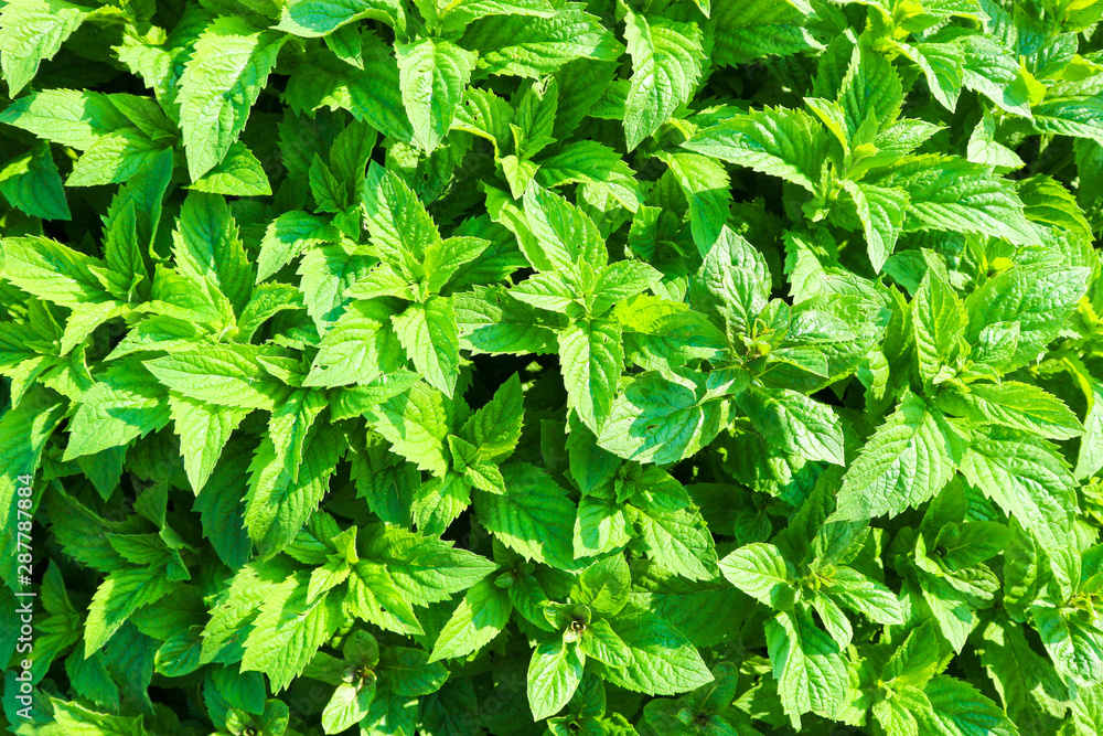fresh mint green leaves background close up fresh mint green leaves background close up