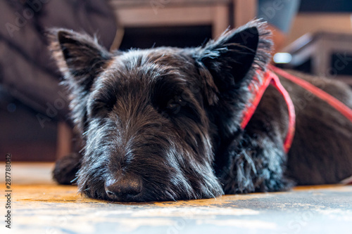 Scottish Terrier Relaxing