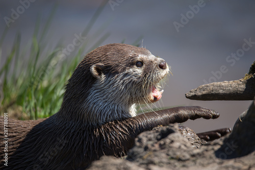 Leinwand Poster Otter on land waving paw