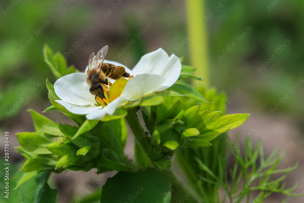 Allphotokz Bee 20100508 8159 1DM3 Allphotokz Bee 20100508 8159 1DM3