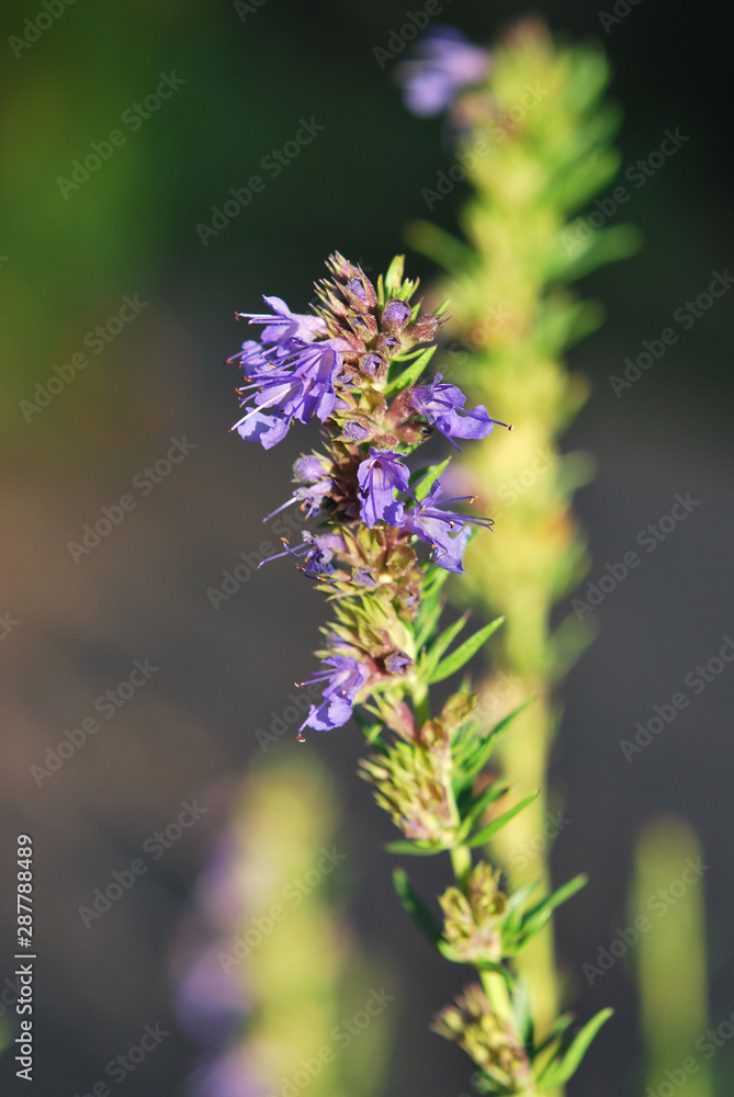 Obraz premium Flower of Hyssopus Officinalis