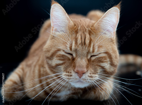 Beautiful red cat closeup on black background. © Людмила Селянинова