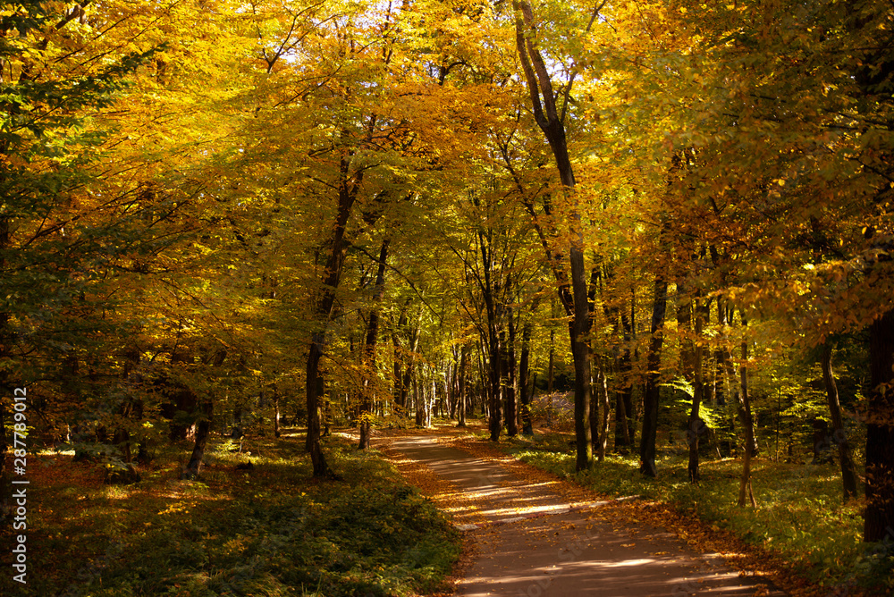 view of yellow fall autumn forest