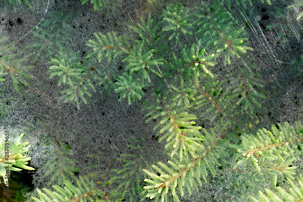 Macro Photo of Dew Drops on Spider Webs on Pine Needles Macro Photo of Dew Drops on Spider Webs on Pine Needles