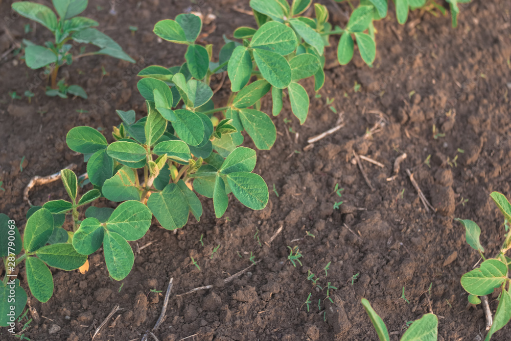 Shoots of green beans sprouts on field close up Shoots of green beans sprouts on field close up