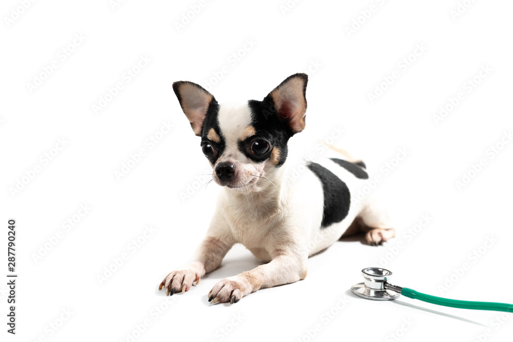 The cute puppy, cute dog The cute puppy, cute dog
