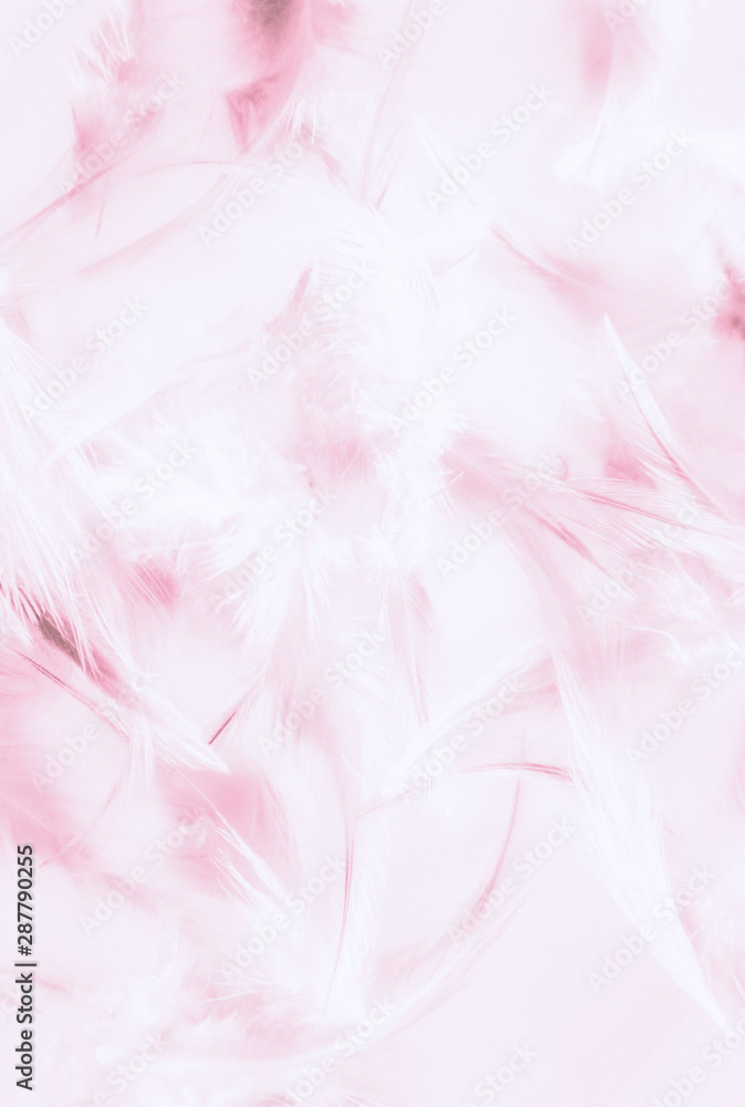 Beautiful abstract texture close up color white purple and pink feathers background and wallpaper Beautiful abstract texture close up color white purple and pink feathers background and wallpaper