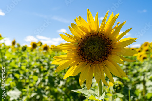 Single sunflower in a large field of sunflowers on a summer day