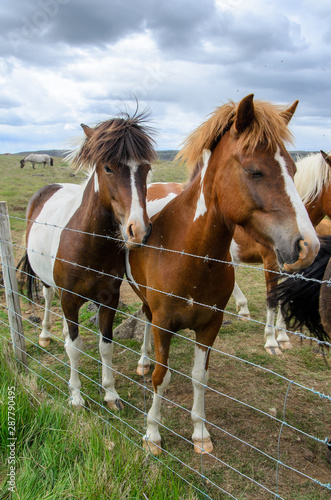 Iceland  iceland horses  horses  wildlife  unesco  europe